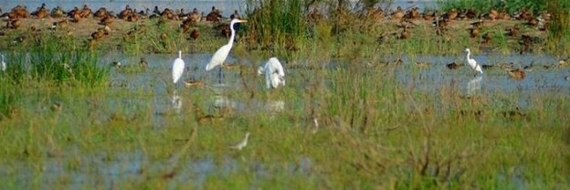 Болота – «стабілізатори напруги в природі»